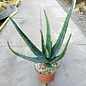 Aloe camperi