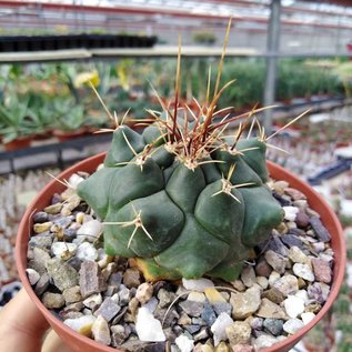 Thelocactus tulensis v. matudae