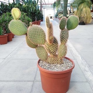 Opuntia pycnantha   `Stachelschwein-Kaktus`