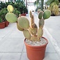 Opuntia pycnantha   `Stachelschwein-Kaktus`