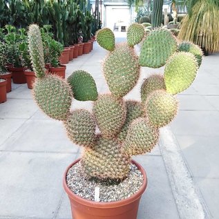 Opuntia pycnantha   `Stachelschwein-Kaktus`