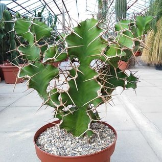 Euphorbia grandicornis