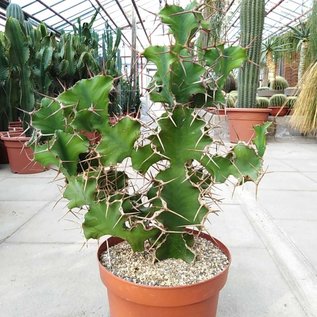 Euphorbia grandicornis