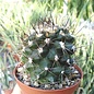 Copiapoa humilis