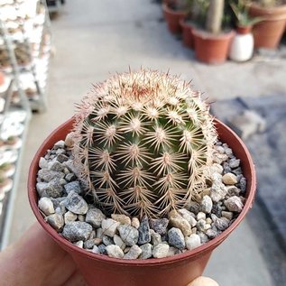 Echinocereus bristolii  BW 219 Son. El Novillo