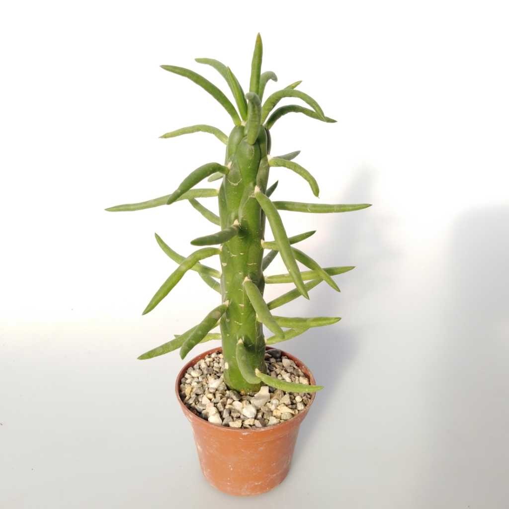 Austrocylindropuntia subulata Uhlig Kakteen Über 5000 verschiedene