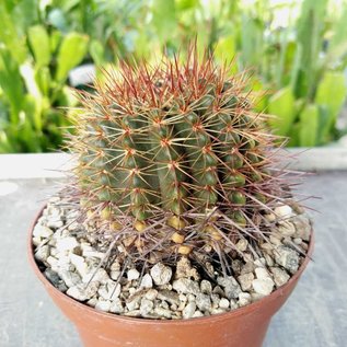 Notocactus roseoluteus