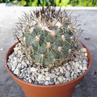 Gymnocactus viereckii L 1159 v. neglegtus Sierra Salamanca, Mexiko, 1000-1300 m   CITES, not outside EU