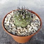 Copiapoa cinerea fo. maxispina