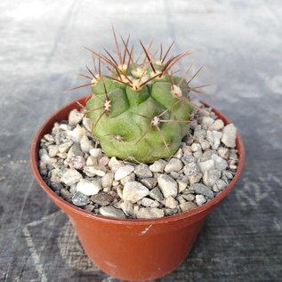 Copiapoa haseltoniana   Punta colorada, 12 km S-Jzuna, Chile