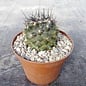 Copiapoa humilis