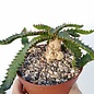 Euphorbia stellata