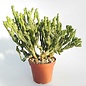 Euphorbia enopla monstruosa cv. Rosso