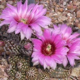 Echinocereus reichenbachii  HK 1228     (dw)