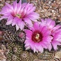 Echinocereus reichenbachii  HK 1228     (dw)