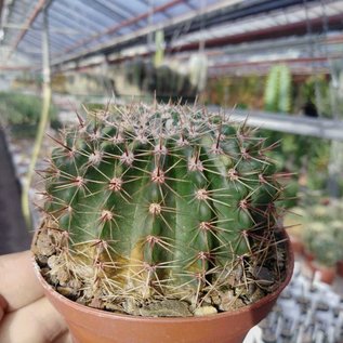 Notocactus orthacanthus  LW 050 La Diligencia, Rivera, Uruguay