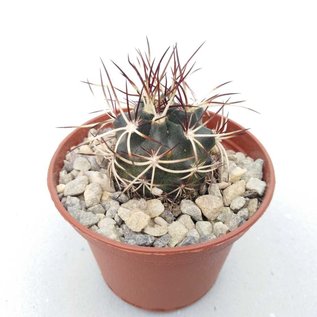 Echinocereus viridiflorus ssp. davisii  Nördlich von Mexiko City bis Kalifornien, Utha, Wyoming und Southdakota, sehr warme Steppen
