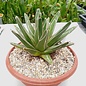 Agave victoriae-reginae