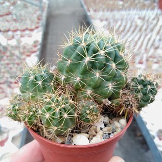 Lobivia hertrichiana