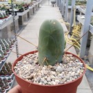 Trichocereus bridgesii ovalis-monstruosus cv. Frauenglück