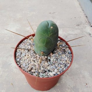 Trichocereus bridgesii ovalis-monstruosus cv. Frauenglück