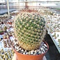 Mammillaria discolor   Charoc Azul, Gto.