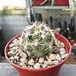 Mammillaria insularis