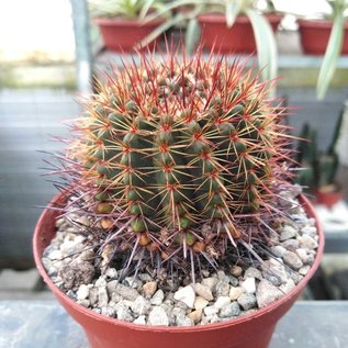 Notocactus roseoluteus