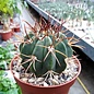 Melocactus warasii