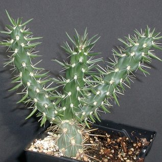 Cylindropuntia imbricata  DJF 928.19     (dw)