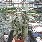 Kalanchoe tomentosa