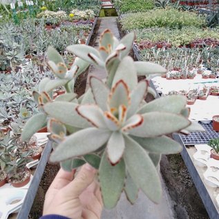 Kalanchoe tomentosa