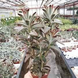 Kalanchoe Uhlig Kakteen More Than 5 000 Different Species