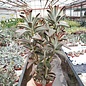 Kalanchoe tomentosa cv. Nigra