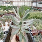 Senecio decaryi