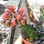 Echeveria cv. Black Prince