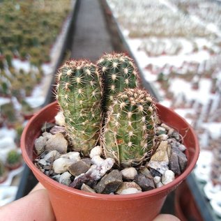 Chamaecereus silvestrii-Hybr. Paulina