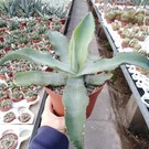 Agave gypsophila