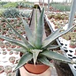 Agave purpusorum