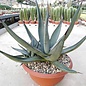 Agave cv. nigra