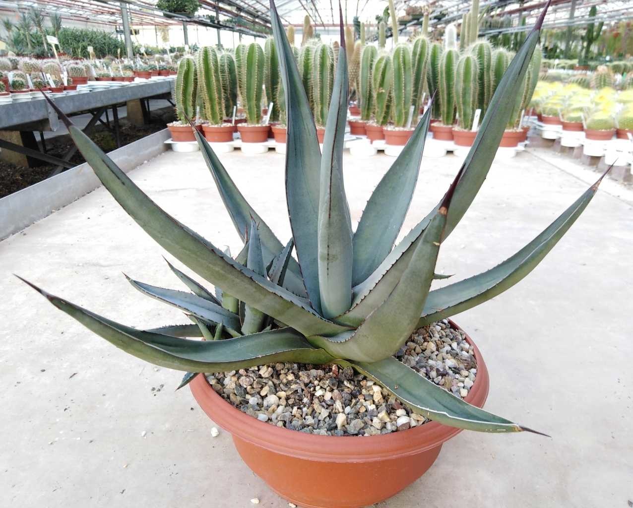 Agave `nigra` scabra x fernandisregis? Uhlig Kakteen Über 5000
