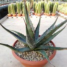 Agave ferox