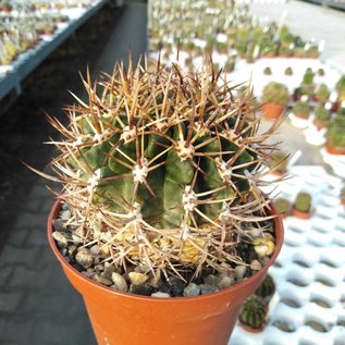 Pyrrhocactus horridus