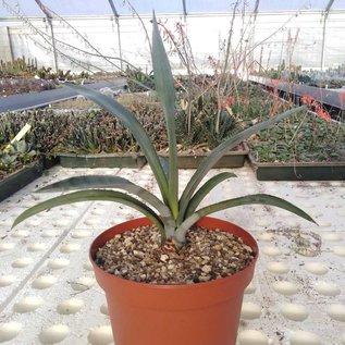 Agave tequilana