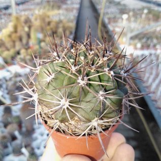 Pyrrhocactus spec. Caren Var.I