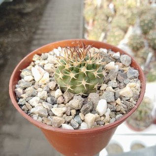 Pyrrhocactus bulbocalyx  ZR 064 Sierra de Velaso, Argentinien, 865 m