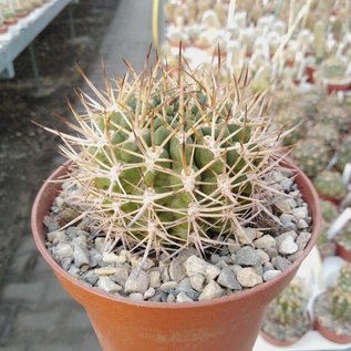 Neoporteria robusta