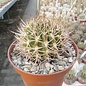 Neoporteria robusta