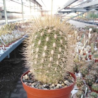 Neoporteria litoralis