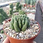 Trichocereus pachanoi     cristata